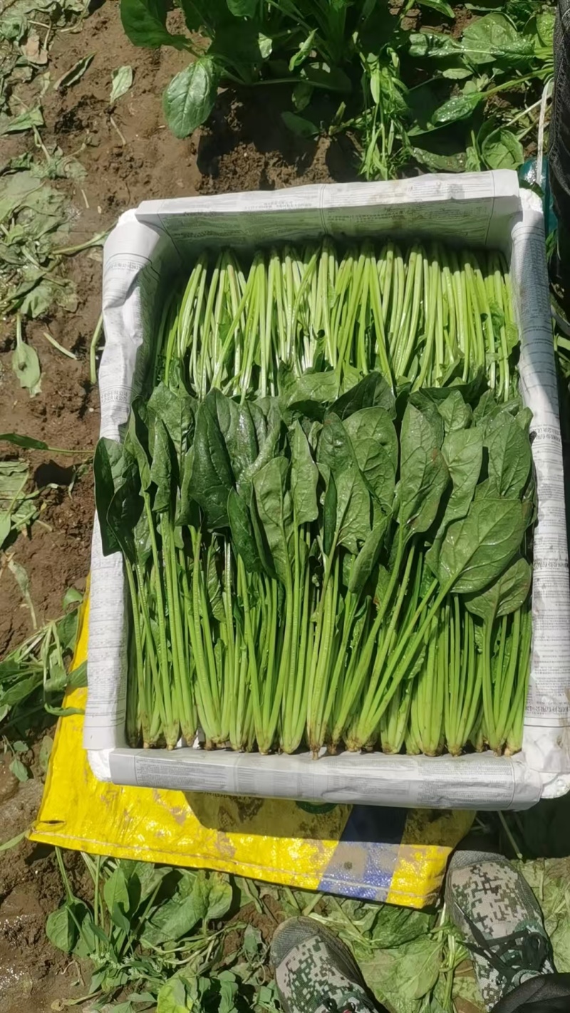 内蒙古乌兰察布丰镇市，兴合菠菜，大叶菠菜，小叶菠菜，大量有货