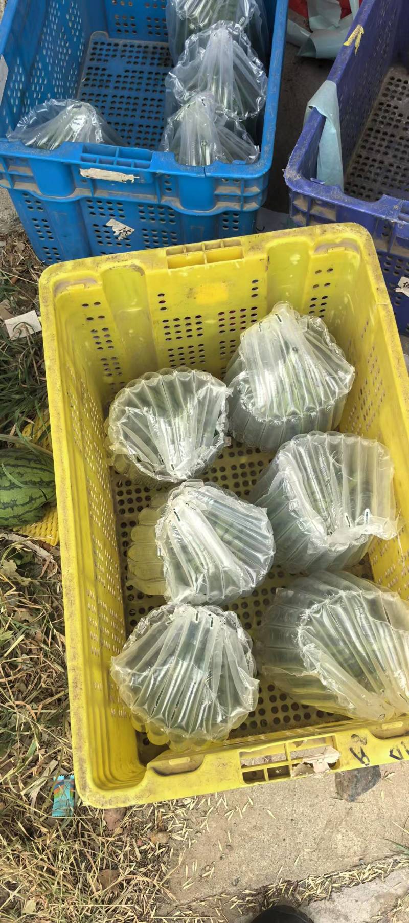 牛奶吊瓜，小糖丸手剥瓜，精美2k，甘美4K，全国供应