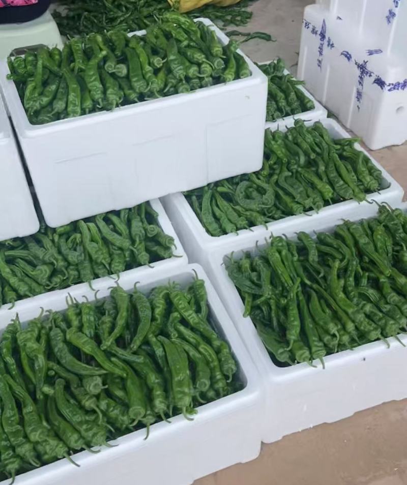 【推荐】小皱皮现货供应需要的老板联系面向全国接单