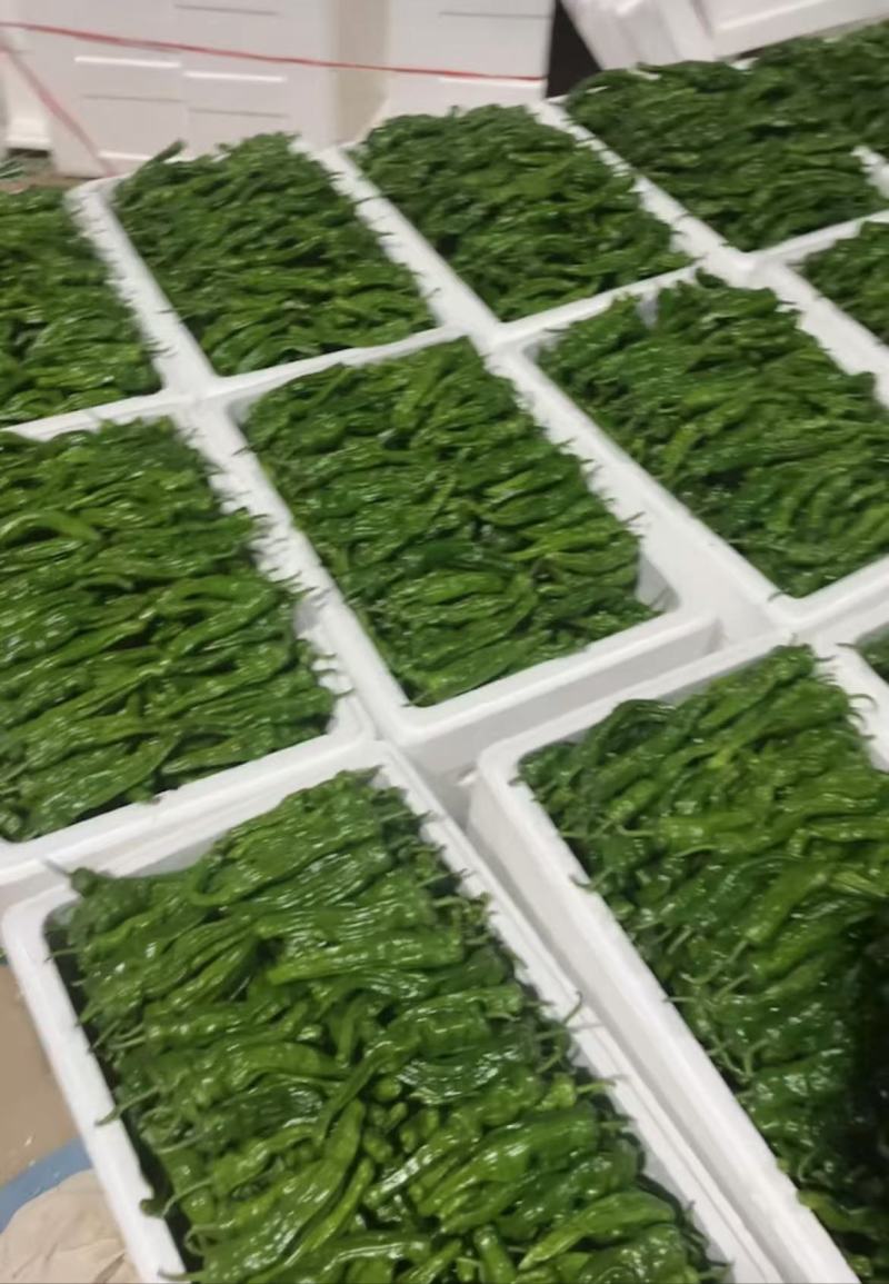【推荐】小皱皮现货供应需要的老板联系面向全国接单