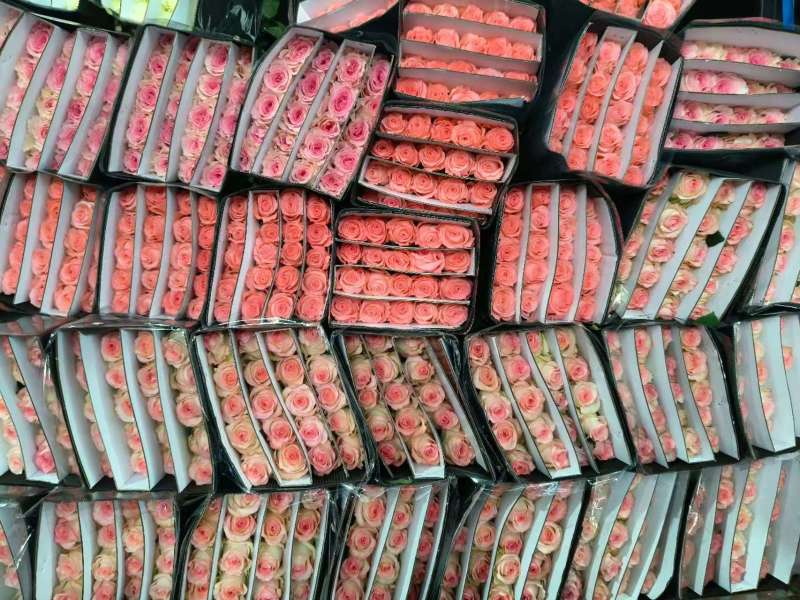 红玫瑰鲜切花基地直供，全国发货，支持视频看货