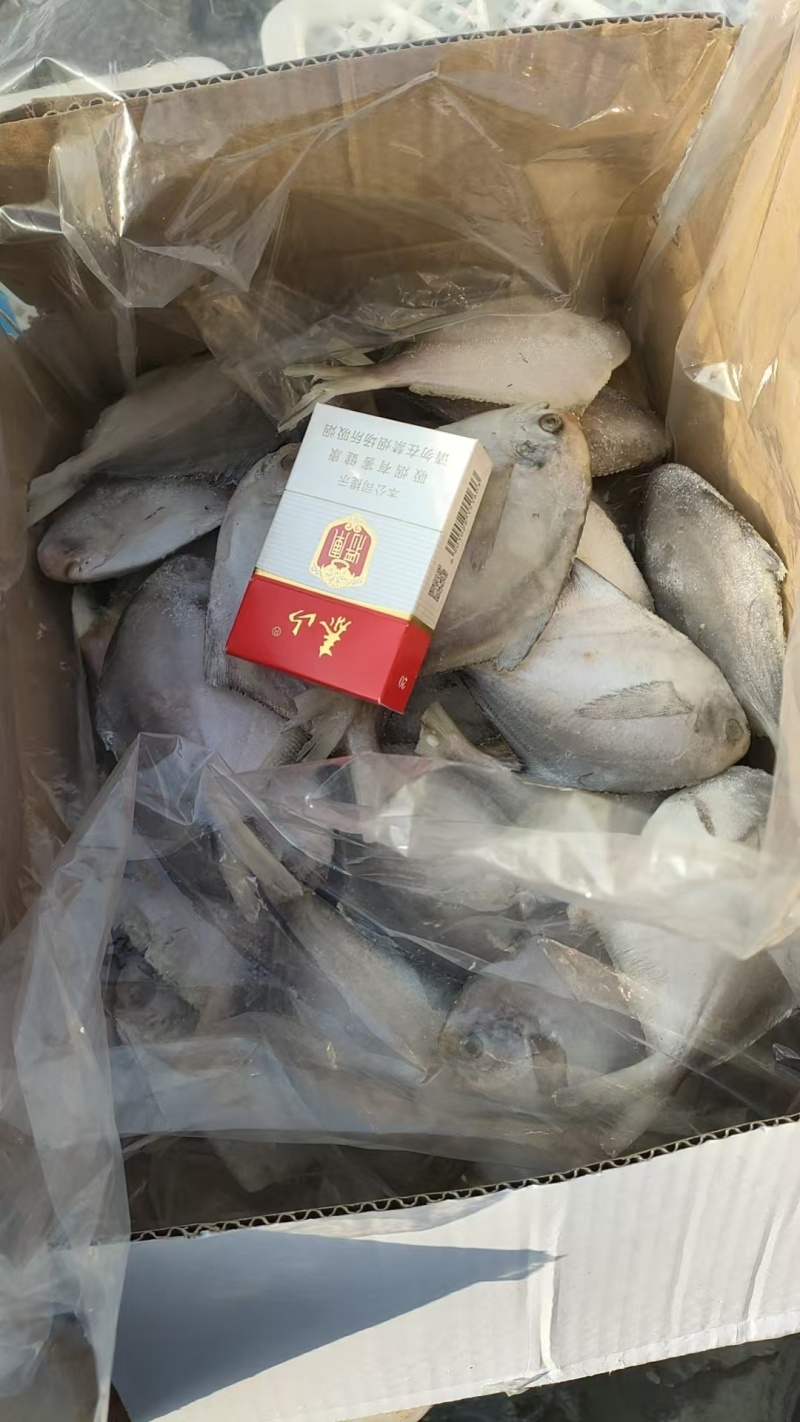 waaa200-300冰鲜带鱼质量很好