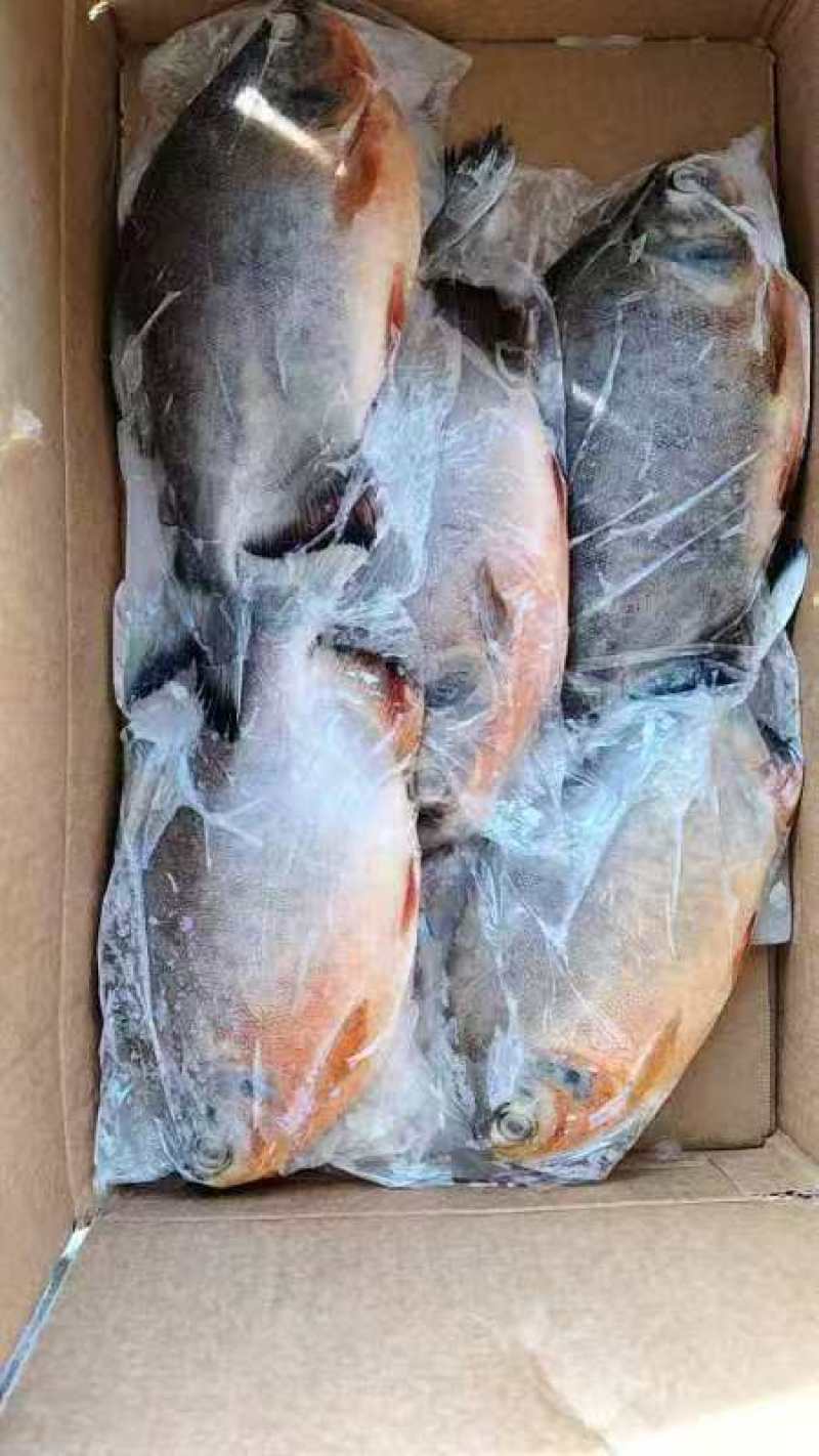 waaa200-300冰鲜带鱼质量很好