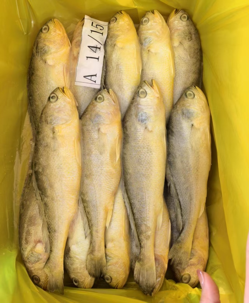 waaa200-300冰鲜带鱼质量很好