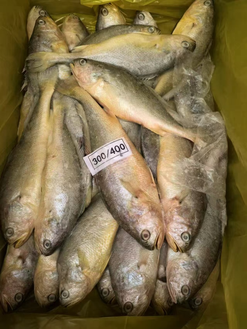 waaa200-300冰鲜带鱼质量很好