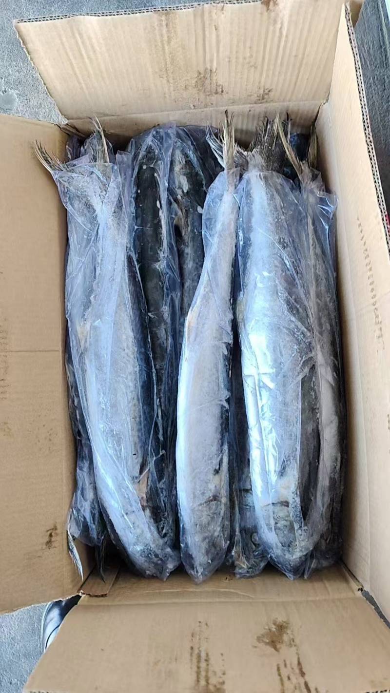 waaa200-300冰鲜带鱼质量很好