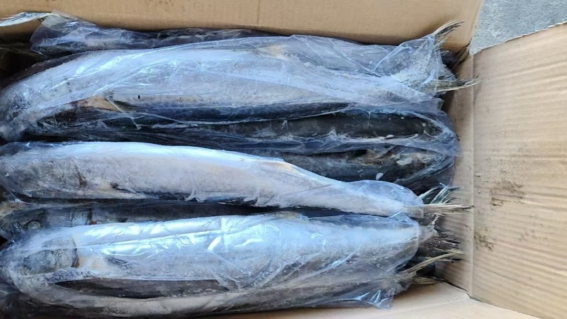 waaa200-300冰鲜带鱼质量很好