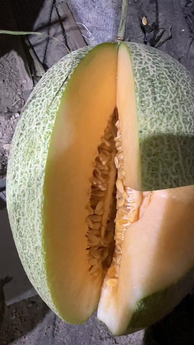 【精品哈密瓜】晓蜜25西州蜜山东直发档口商超社区团购