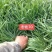 冬牧70黑麦草种子高产牧草籽冬季耐寒四季养殖牛羊猪兔