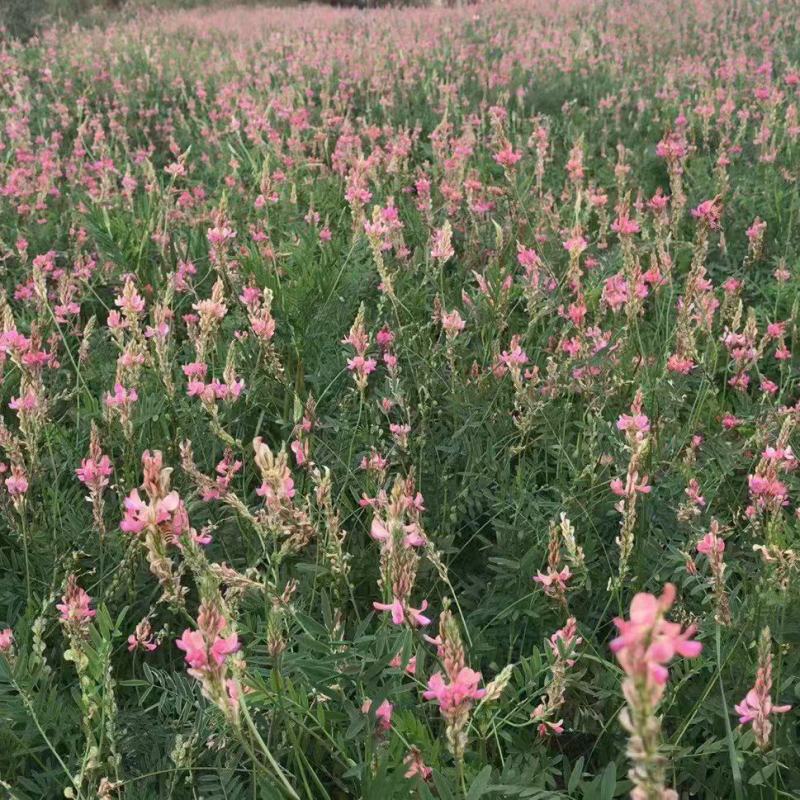 红豆草种子四季耐寒耐旱红豆草籽种家畜高产
