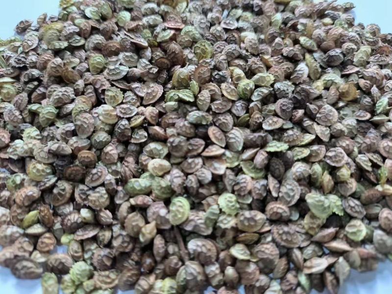 红豆草种子四季耐寒耐旱红豆草籽种家畜高产
