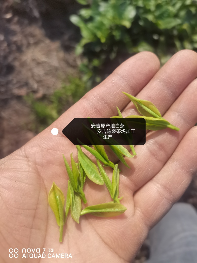 安吉原产地白茶，头采。自产自销、品质保证。顺丰直达