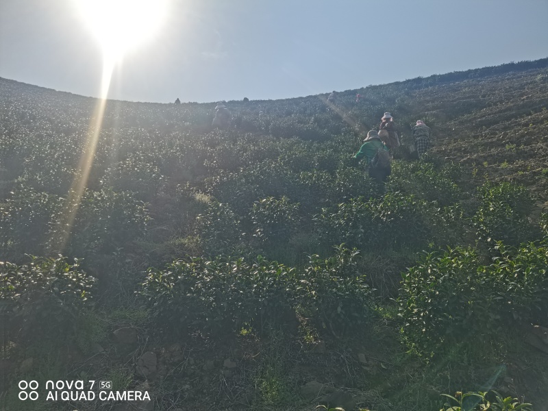 安吉原产地白茶，头采。自产自销、品质保证。顺丰直达