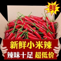 新鲜现摘农家小米特辣云南红辣椒辣鲜椒朝天椒批发指天椒泡椒