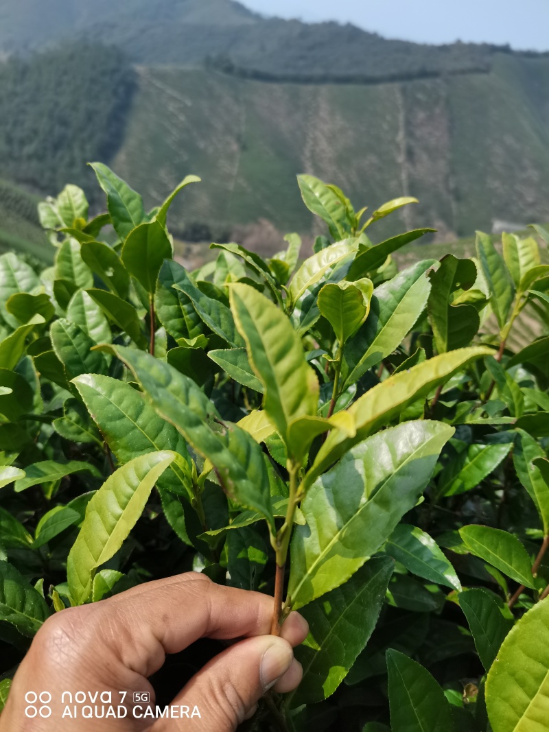 原产地安吉白茶，头采。自产自销、品质保证。顺丰直达