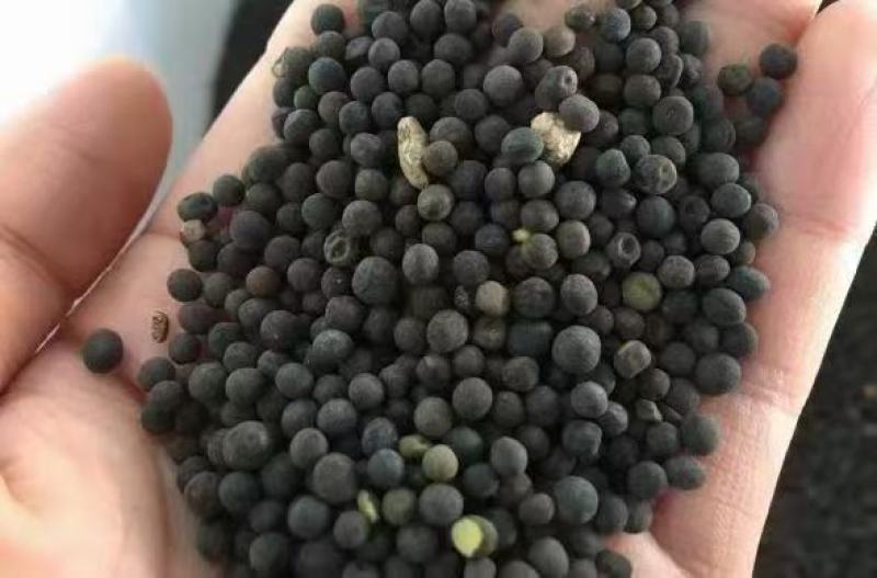 光叶紫花苕子种籽毛田果园固氮绿肥青饲料牧草景观花卉