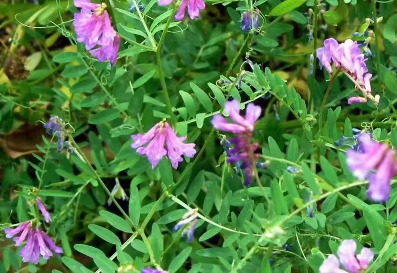 光叶紫花苕子种籽毛田果园固氮绿肥青饲料牧草景观花卉