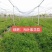光叶紫花苕子种籽毛田果园固氮绿肥青饲料牧草景观花卉