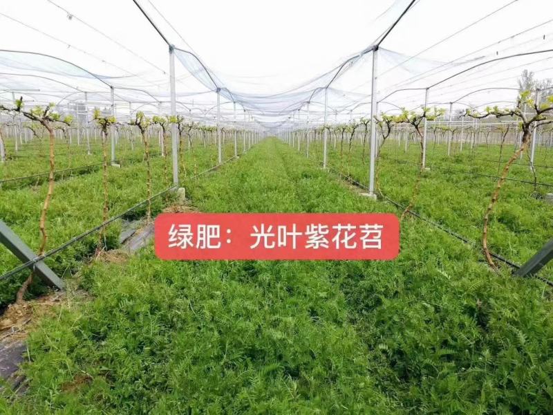 光叶紫花苕子种籽毛田果园固氮绿肥青饲料牧草景观花卉