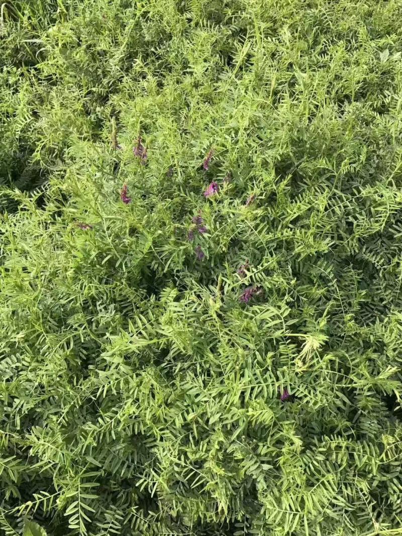 光叶紫花苕子种籽毛田果园固氮绿肥青饲料牧草景观花卉