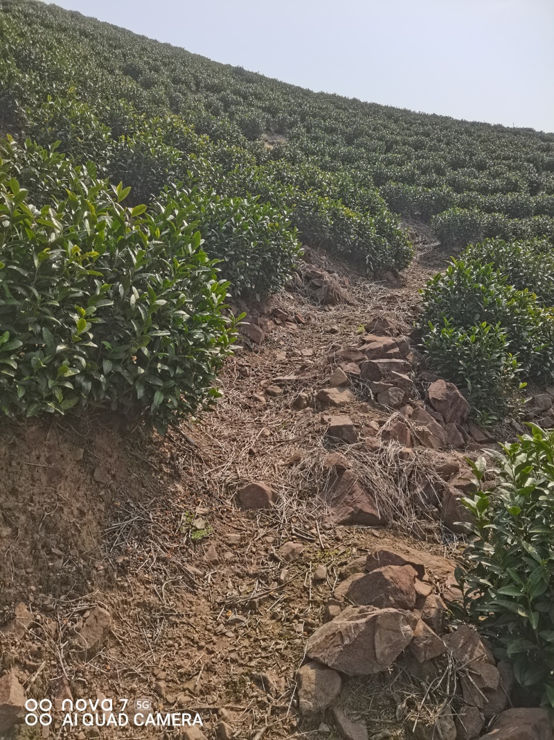 原产地安吉白茶，头采。自产自销、品质保证。顺丰直达