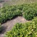 原产地安吉白茶，头采。自产自销、品质保证。顺丰直达