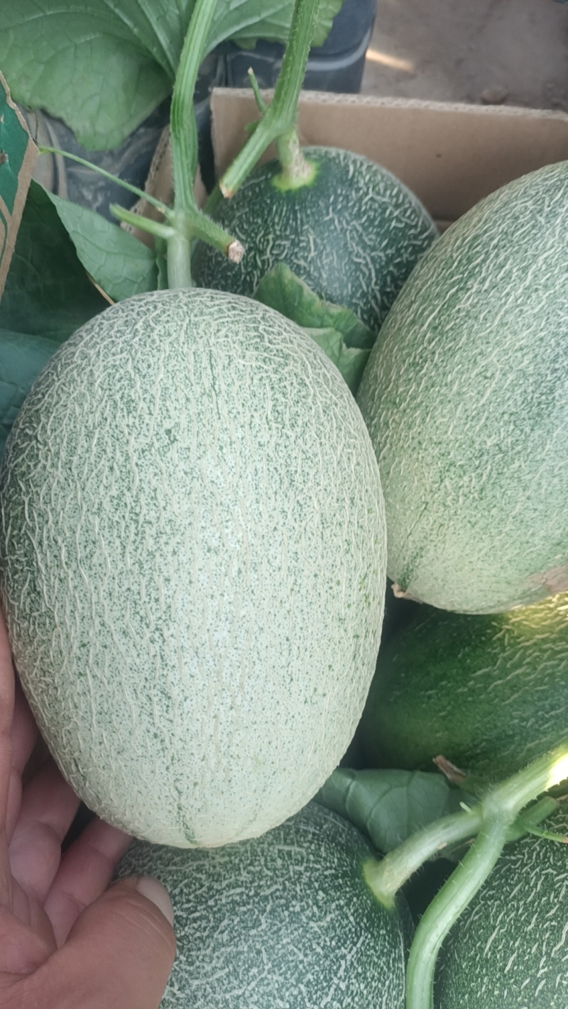 西州蜜网纹甜瓜