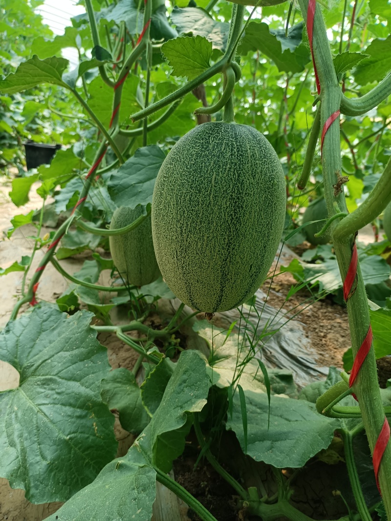 西州蜜网纹甜瓜