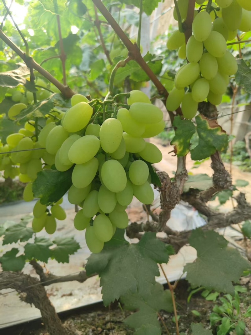 维多利亚葡萄葡萄大量供应产地直发欢迎来电咨询