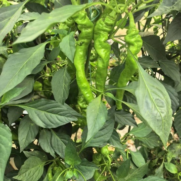 螺丝椒。自有种植