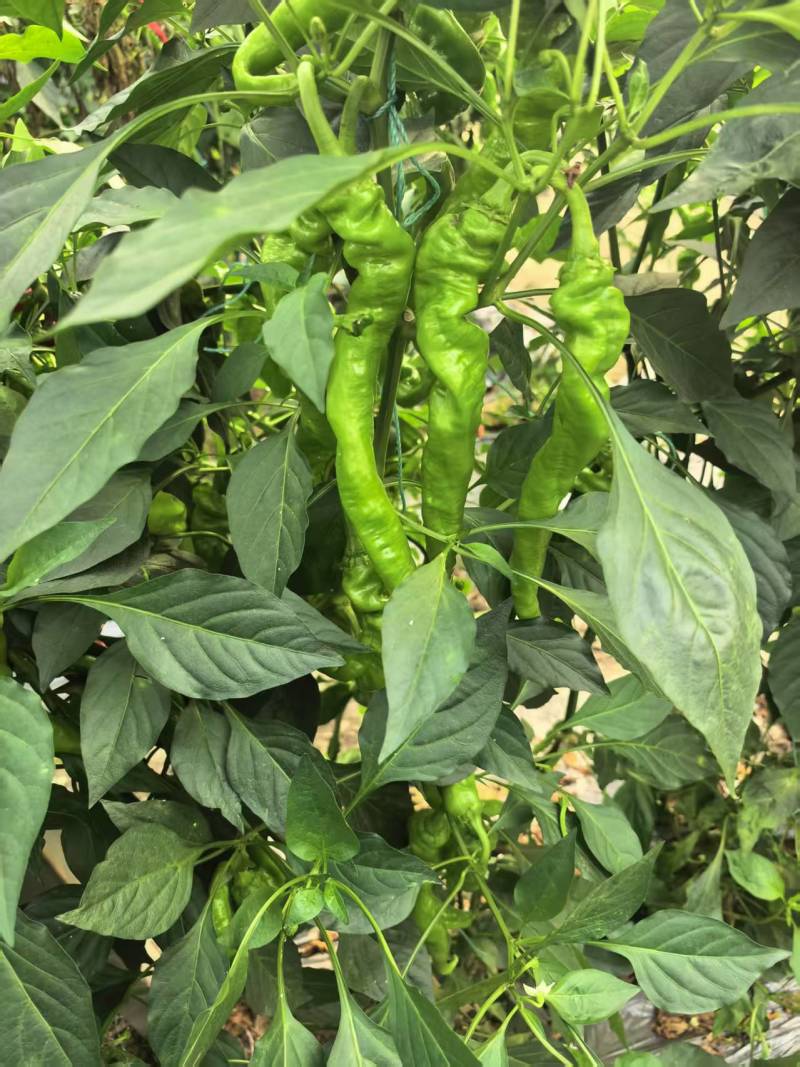 螺丝椒。自有种植