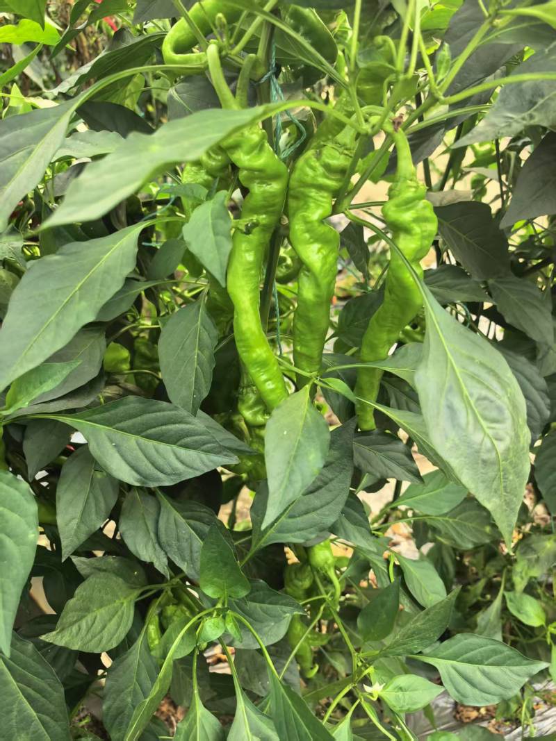 螺丝椒。自有种植