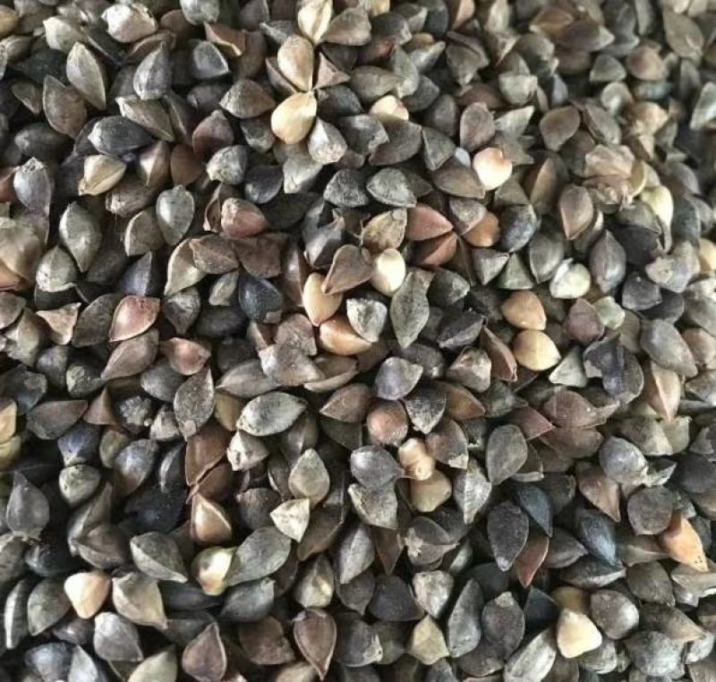 水培优质甜荞麦苦荞麦种子易种易活发芽率高芽苗菜高产甜荞种