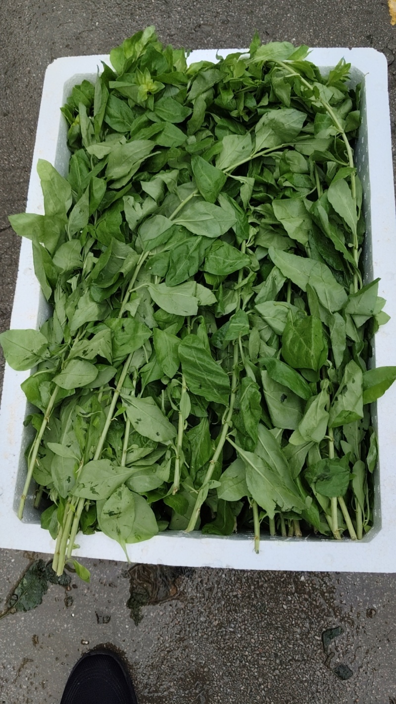 九杞叶菜