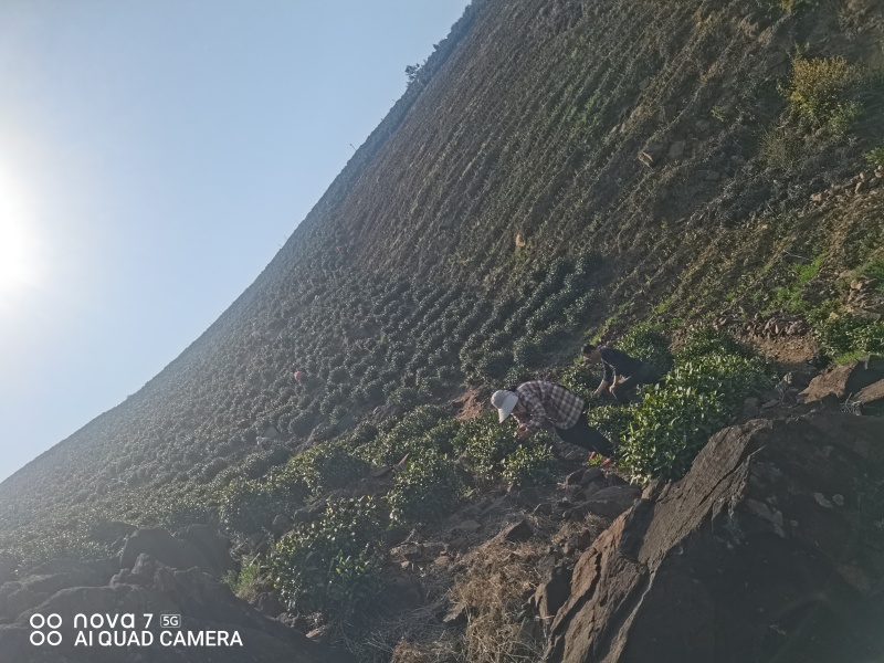原产地高山安吉白茶，自产自销品质保证，口感、香气天花板