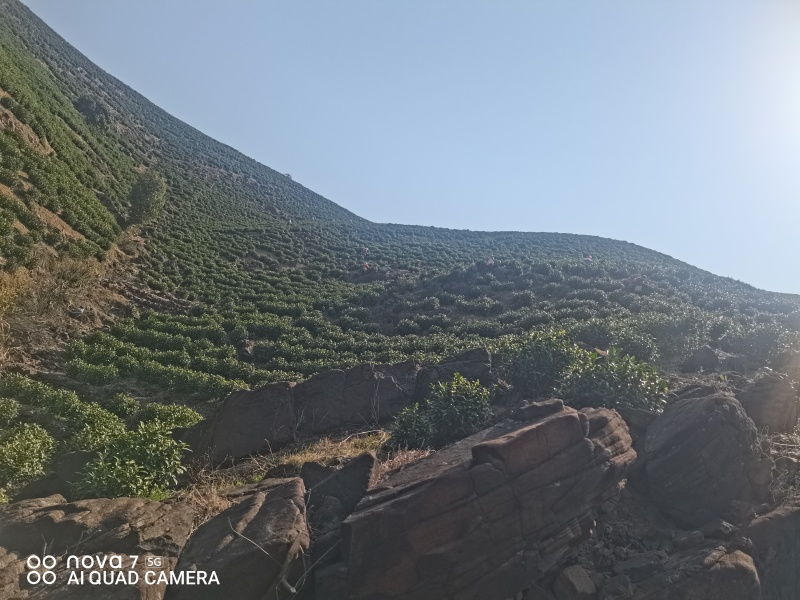 原产地高山安吉白茶，自产自销品质保证，口感、香气天花板