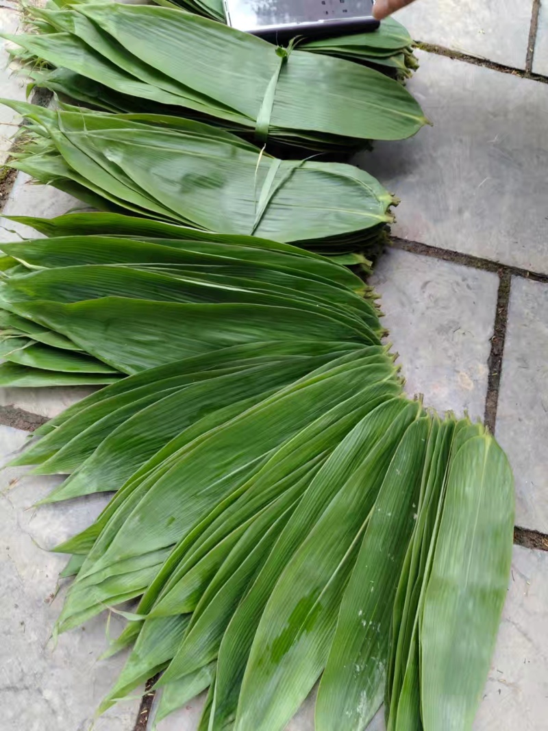 粽叶箬叶现货供应