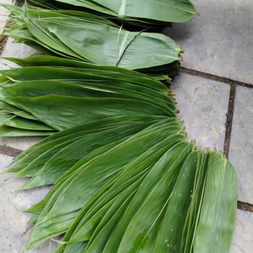 粽叶箬叶现货供应