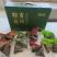 乌米粽豆沙，蜜枣，纯肉，蛋黄肉16个