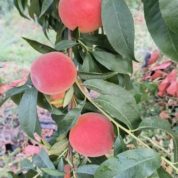 中红水蜜桃