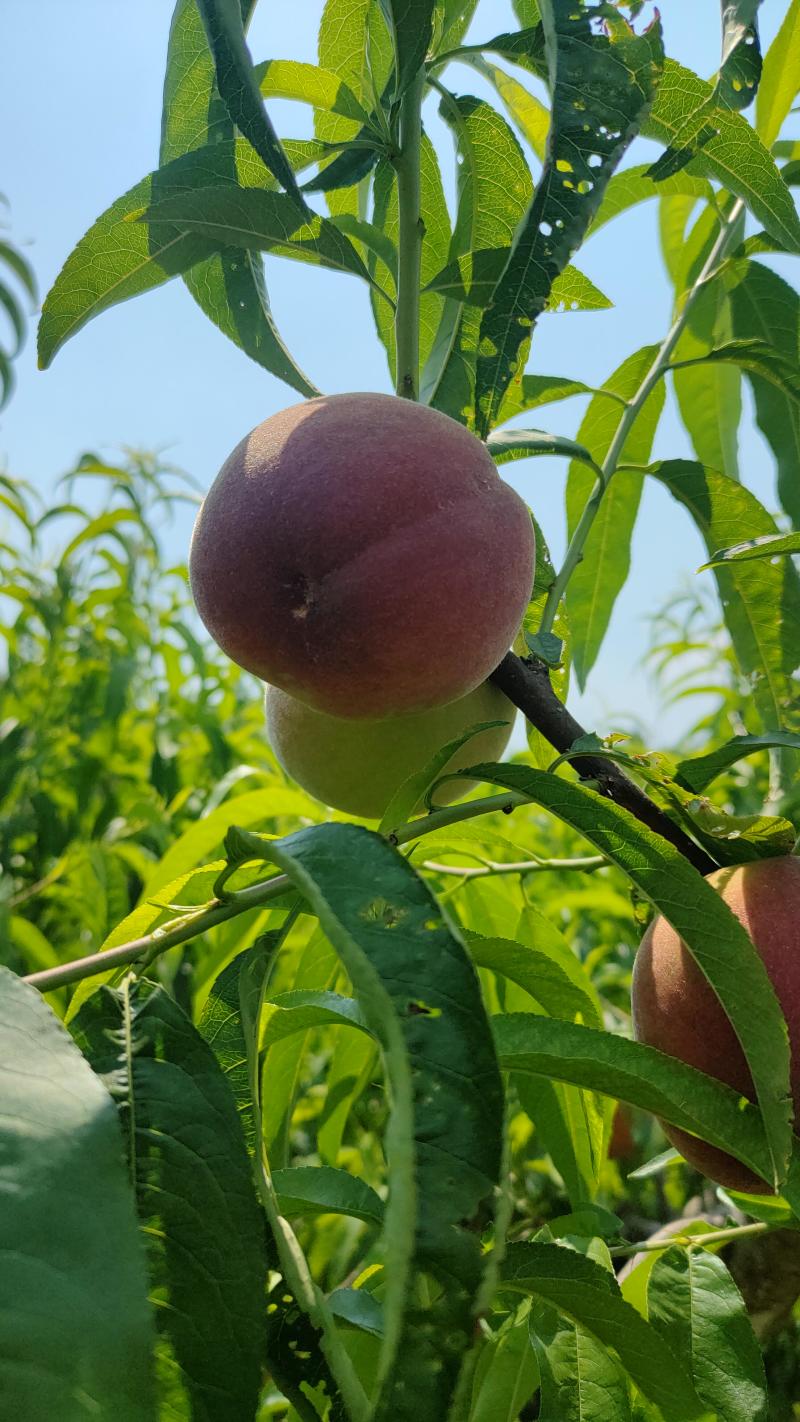 中红水蜜桃