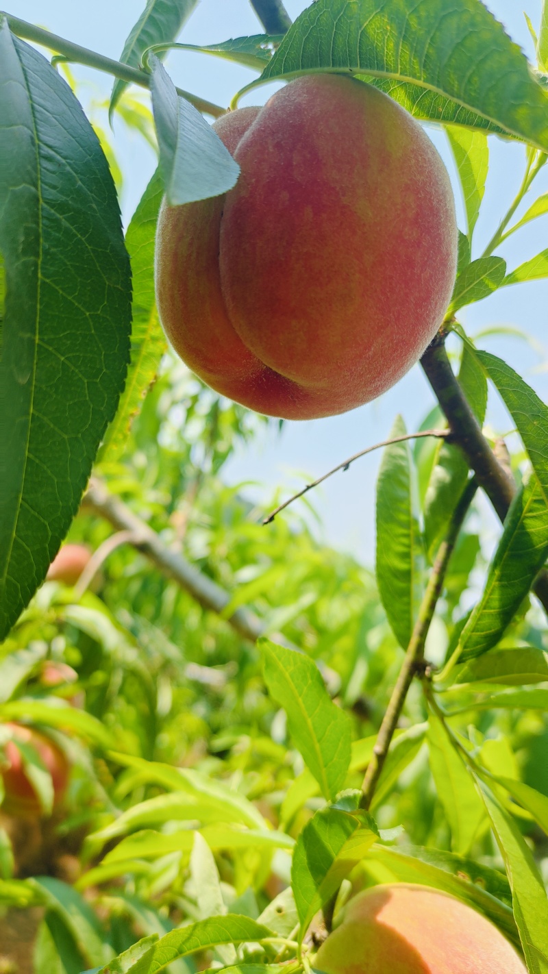 中红水蜜桃