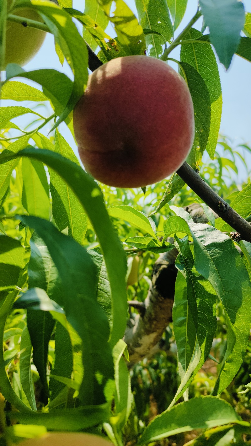 中红水蜜桃