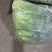 【精品韭苔】山东潍坊基地直供质量保证一手货源全国发货