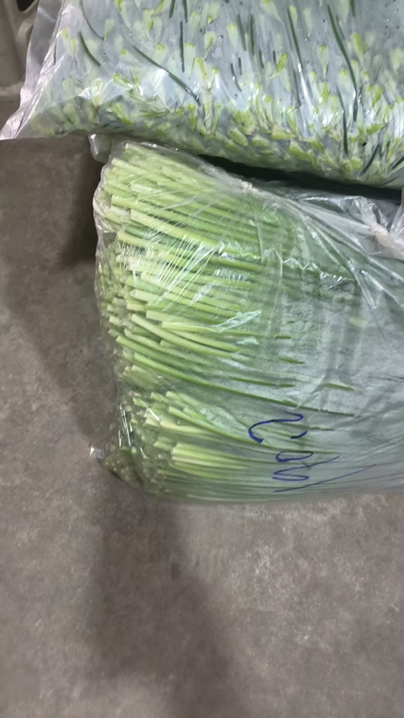 【精品韭苔】山东潍坊基地直供质量保证一手货源全国发货