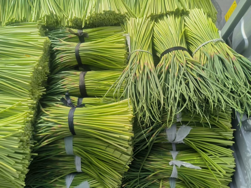 红帽蒜薹，江苏邳州产地直发对接电商商超量大从优，欢迎咨询