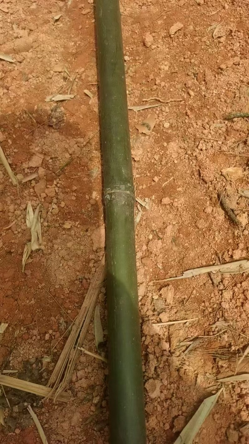 精品苦竹