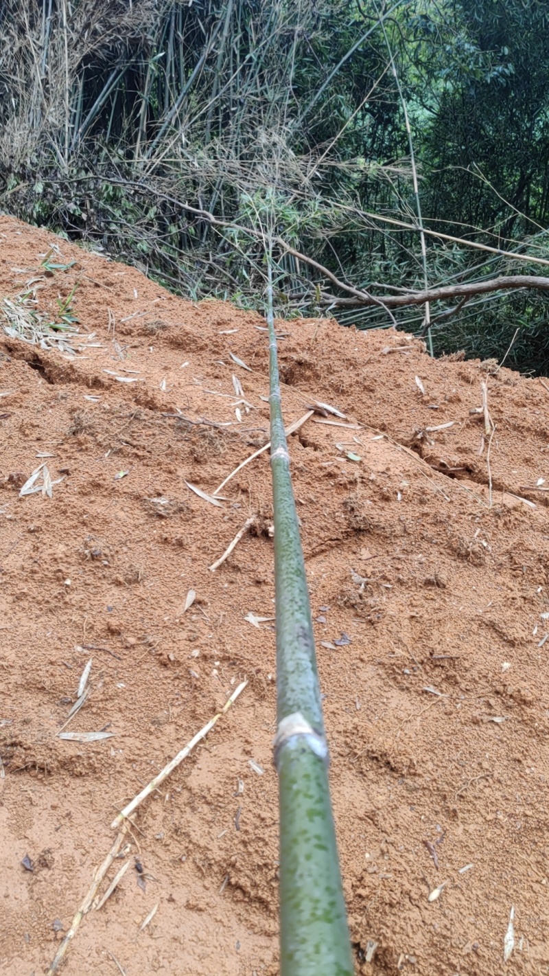 精品苦竹