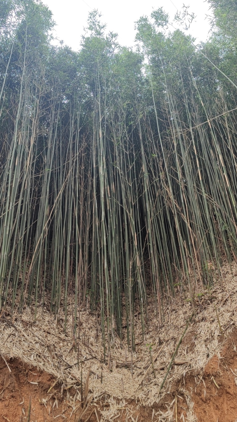 精品苦竹