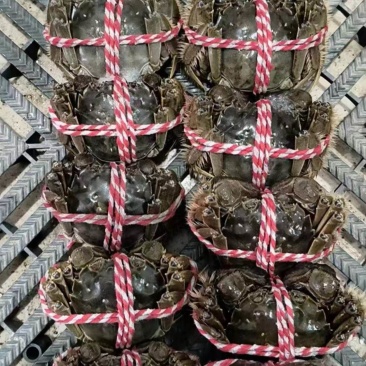 精品盘锦河蟹